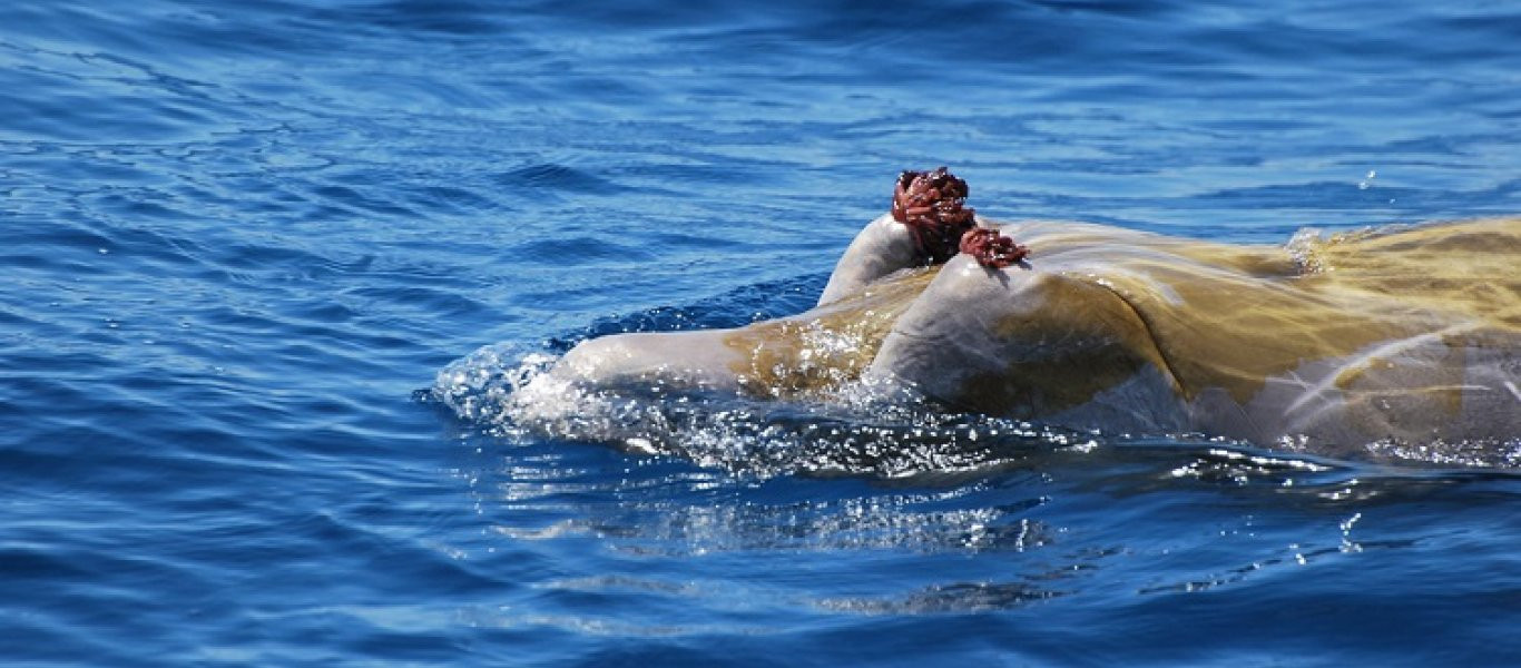 To πιο σπάνιο είδος φάλαινας καταγράφηκε για πρώτη φορά! (βίντεο)